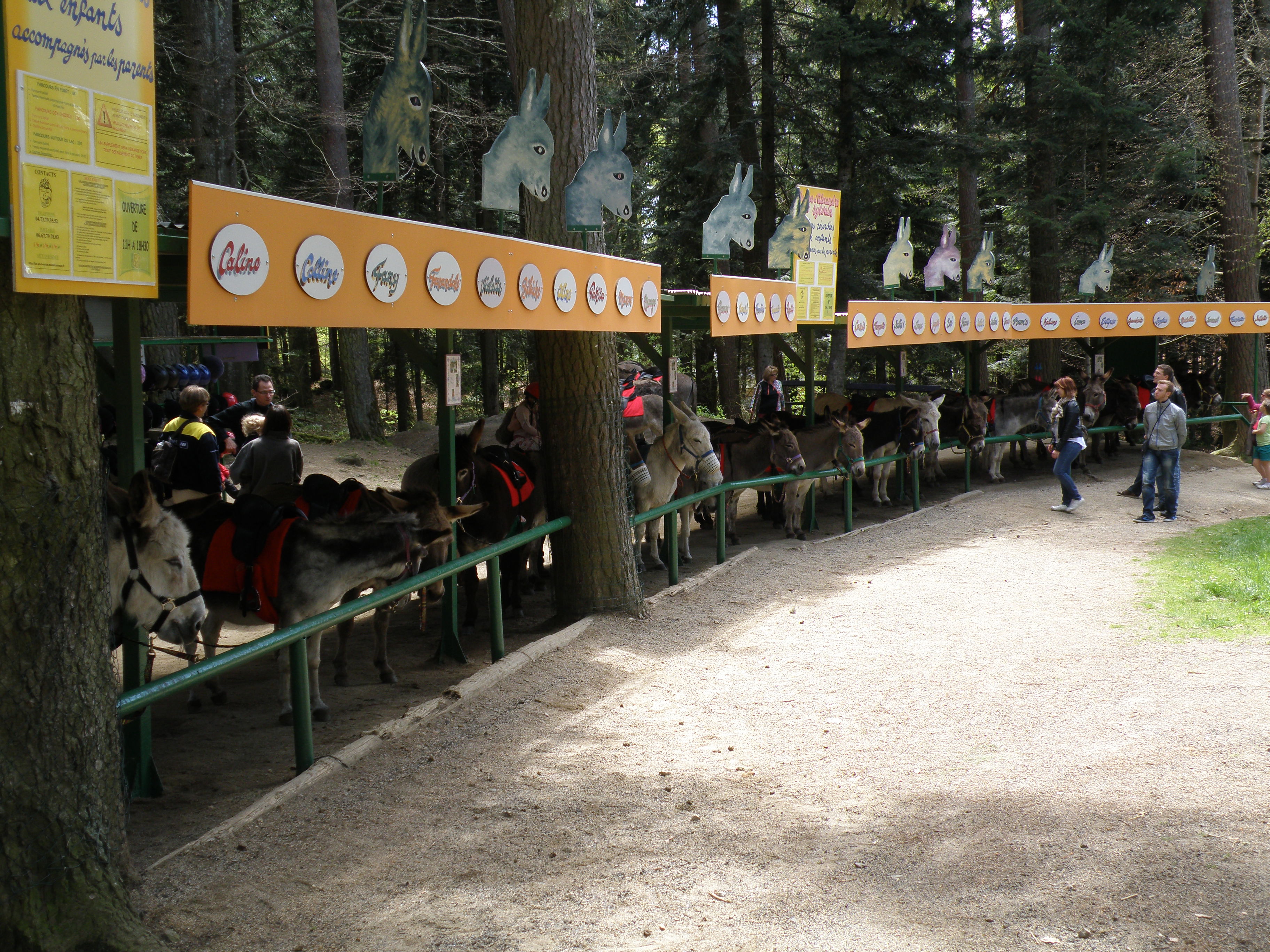 Promenades avec les ânes